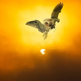 Two birds of prey, kites, exchanging food while flying in front of an orange sky.