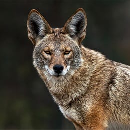 A coyote with its head turned toward the camera in front of a dark background.