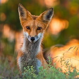 A red fox in a green setting in front of an orange sky.