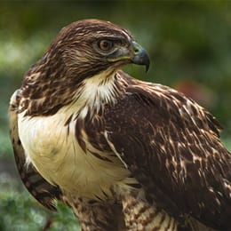 A red-tailed hawk perched in a green, leafy setting.