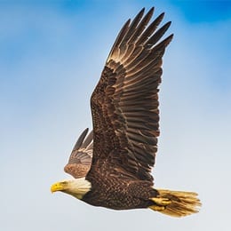 An eagle soaring in front of a cloudy blue sky.